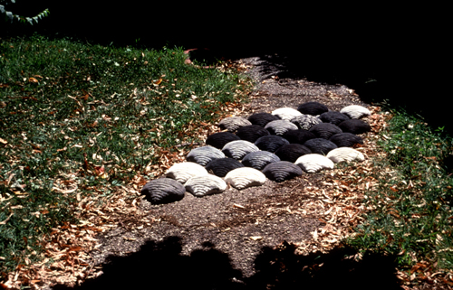 Turtlebacks